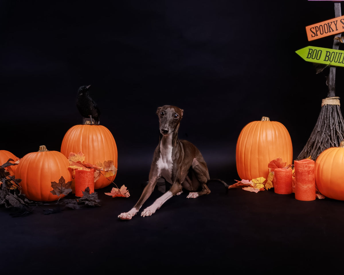 Halloween Pet Portrait Session