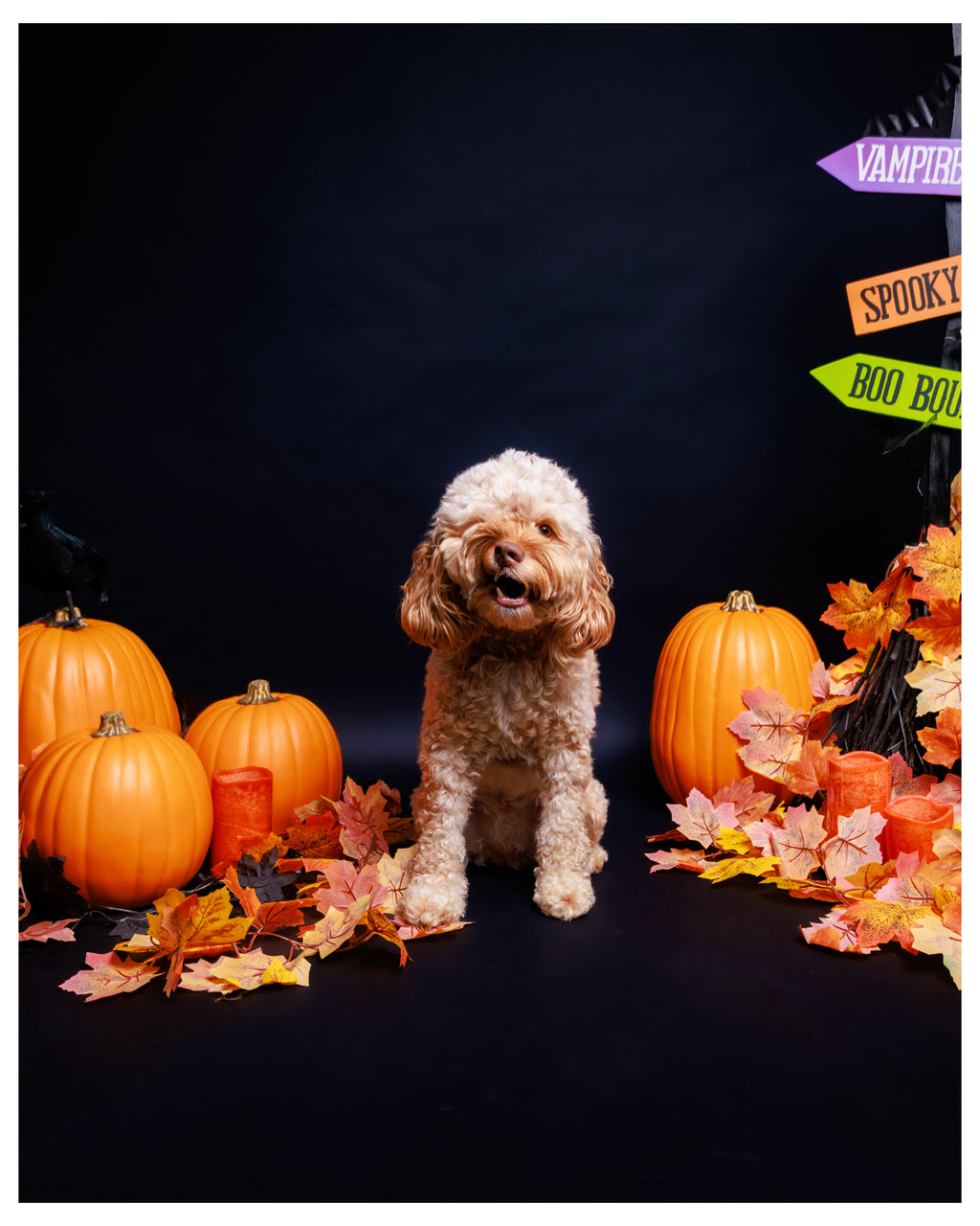Halloween Pet Portrait Session