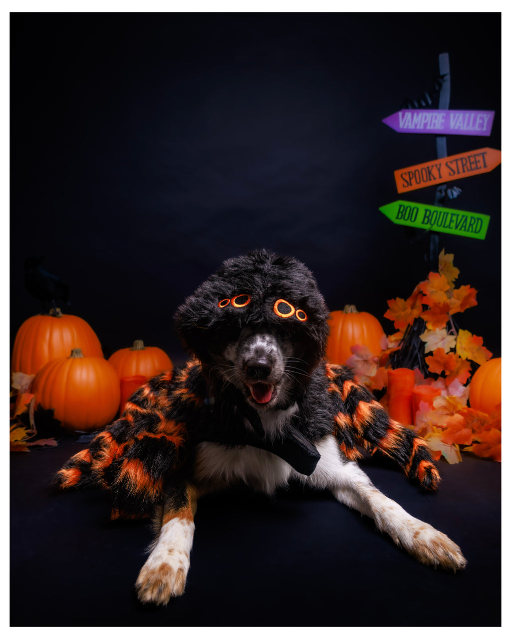 Halloween Pet Portrait Session