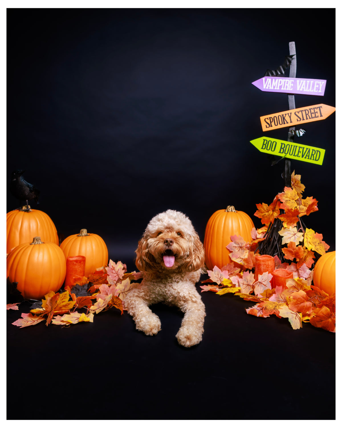 Halloween Pet Portrait Session