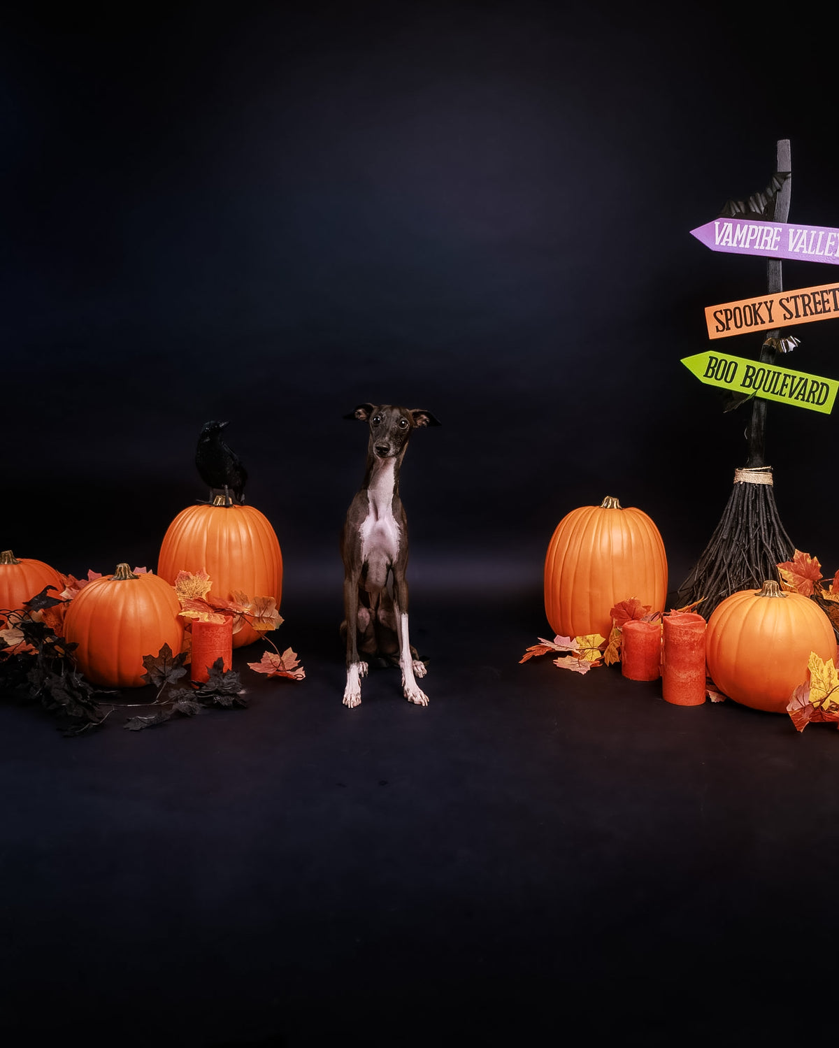 Halloween Pet Portrait Session