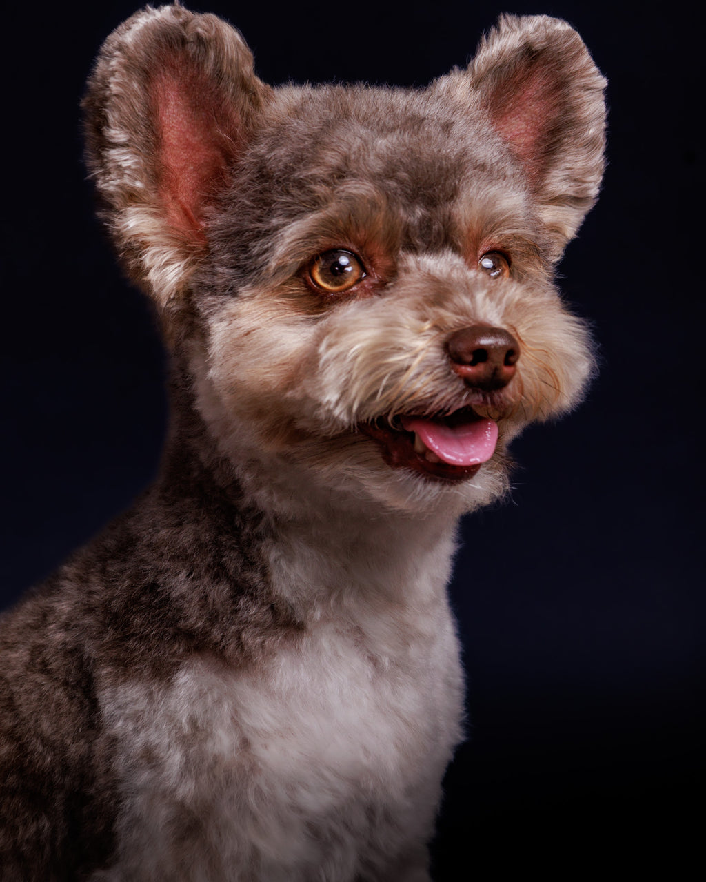 Pet Portrait Session