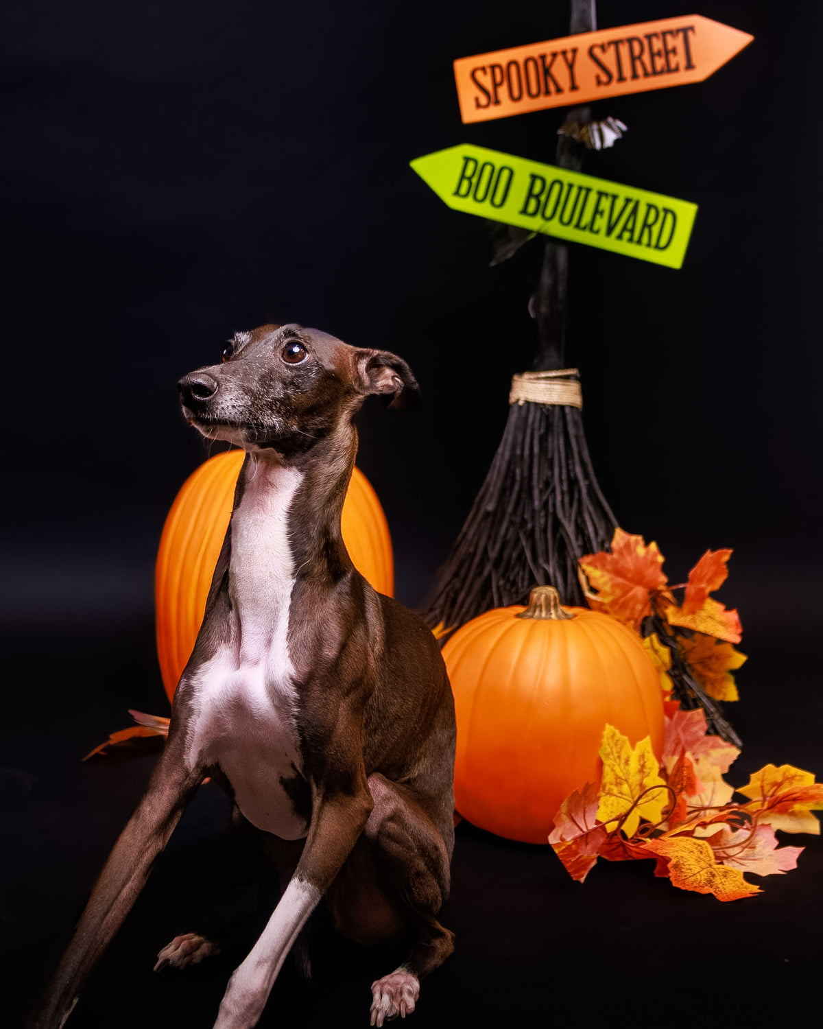 Halloween Pet Portrait Session
