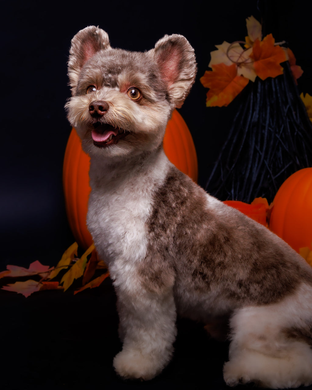 Halloween Pet Portrait Session