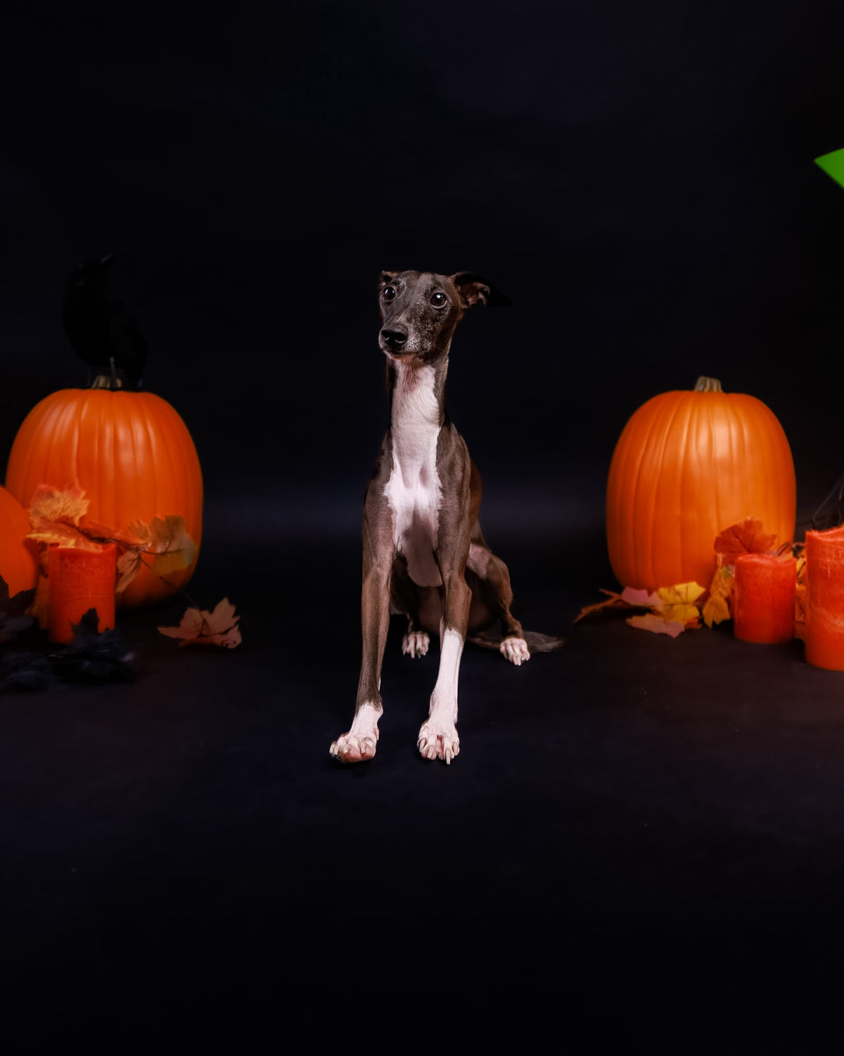 Halloween Pet Portrait Session