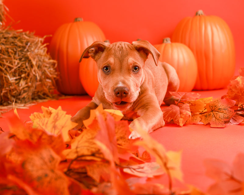 Professional Halloween pet portrait in Toronto
