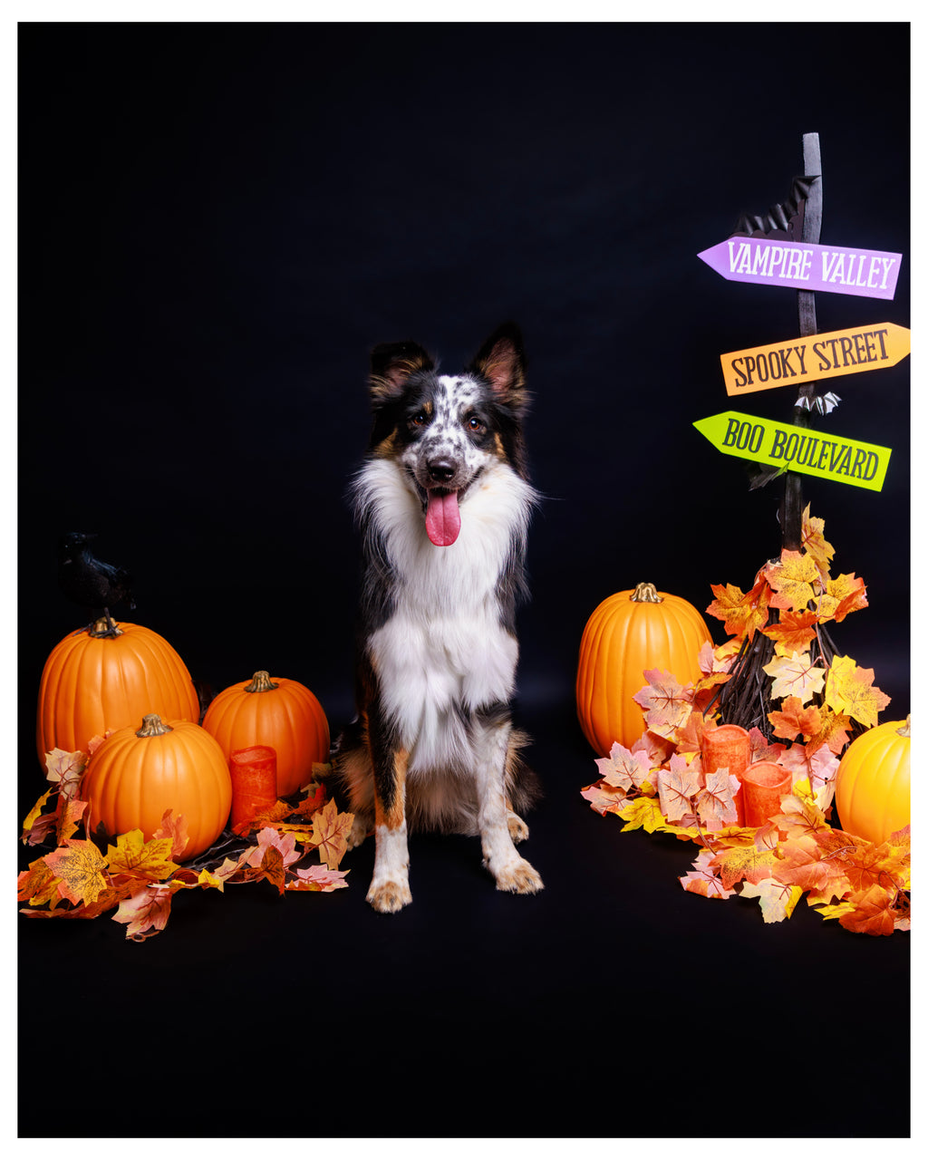 Halloween Pet Portrait Session