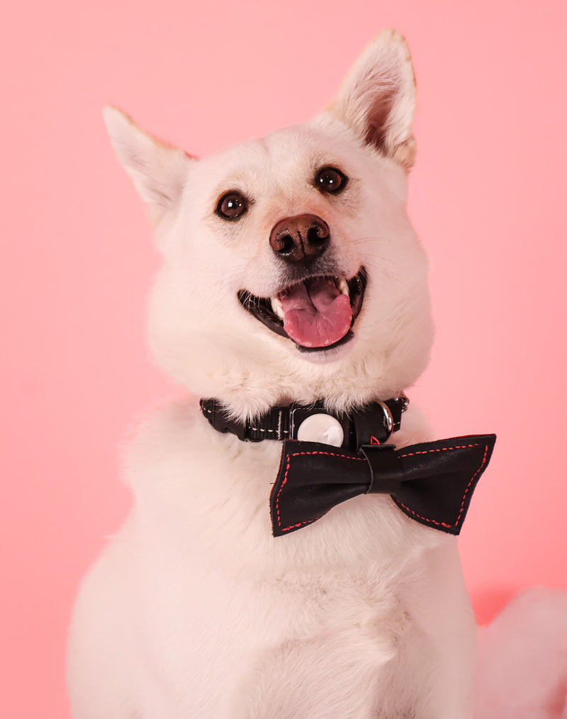 Toronto studio Valentine's pet portrait
