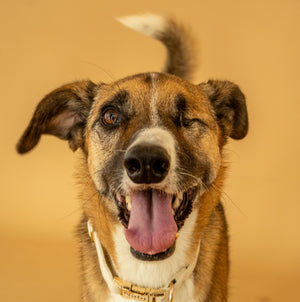 Nabi