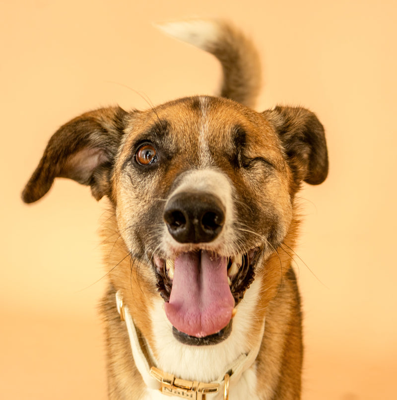 Professional studio portrait with warm neutral tones
