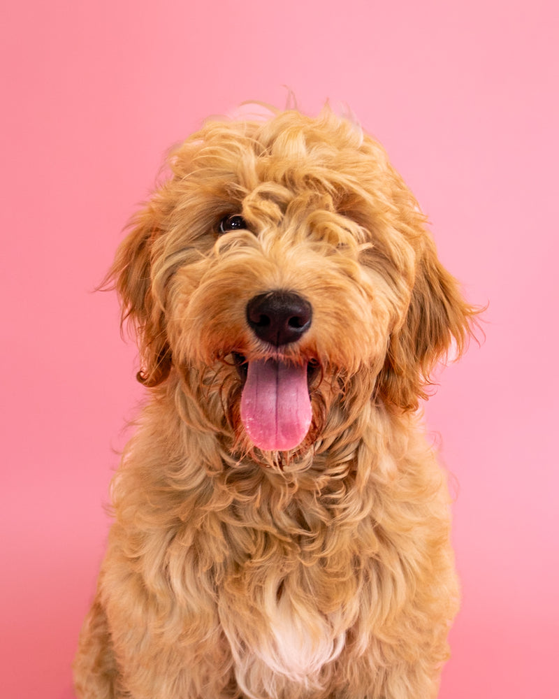 High-quality dog portrait on a pink background
