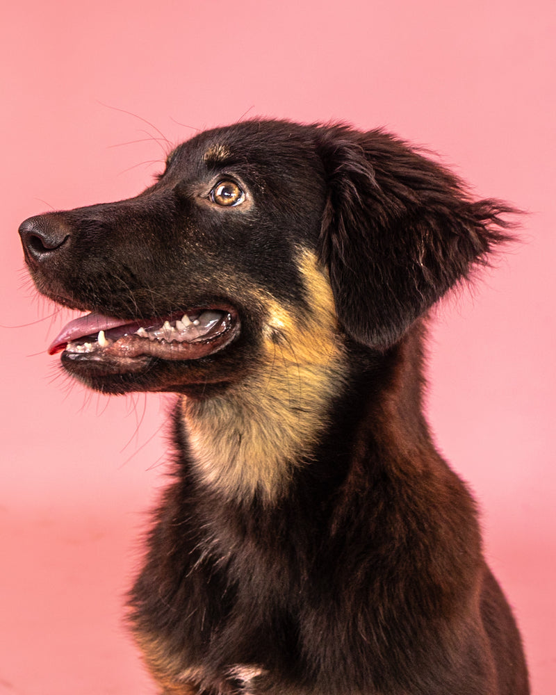 Modern pet photography with a pink backdrop
