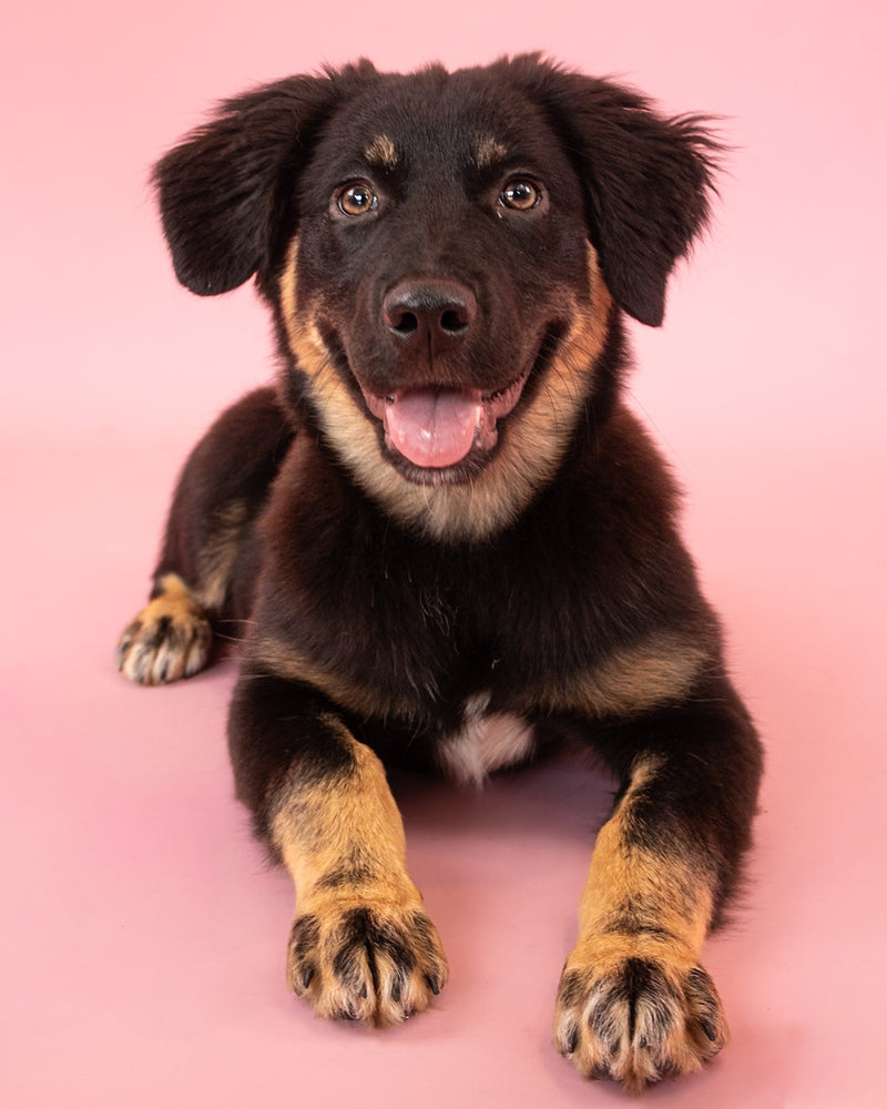 Indoor pet portrait featuring a pink backdrop
