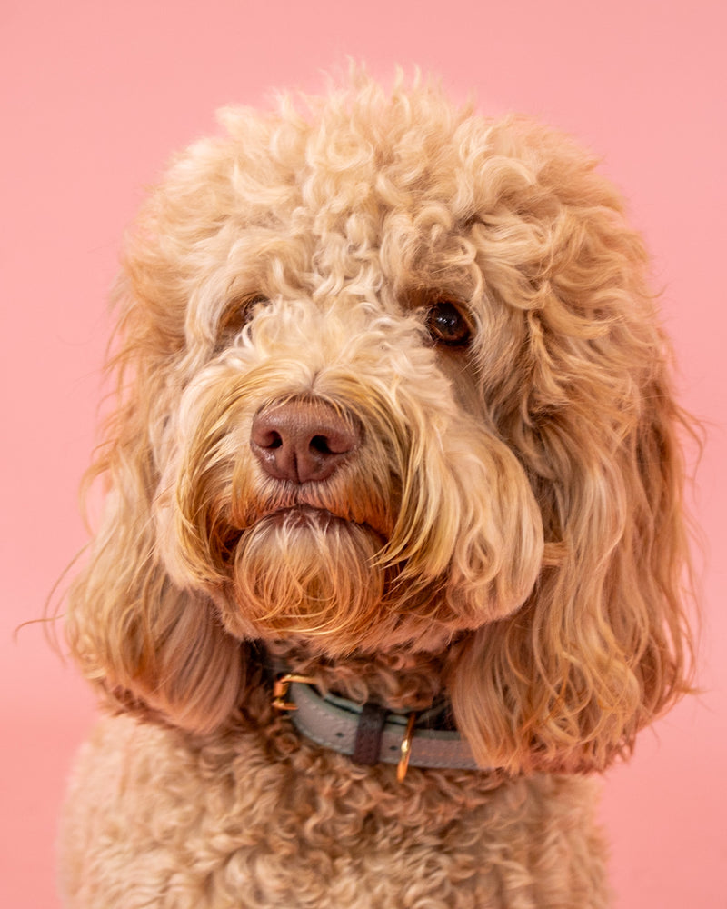 High-quality dog portrait on a pink background
