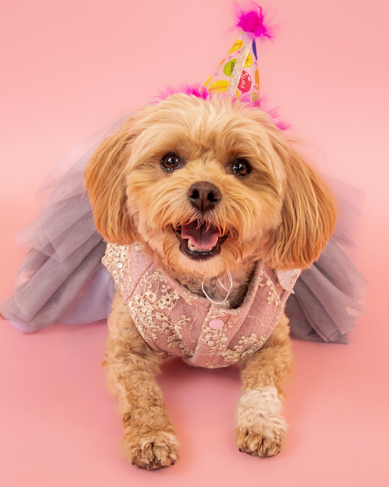 Luxury dog portrait in a Toronto photography studio
