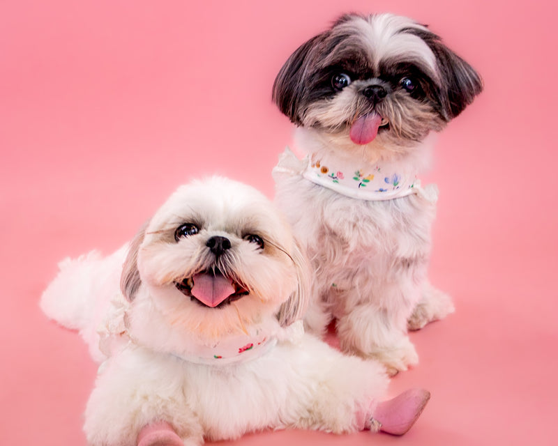 Toronto studio portrait on a pink photography set

