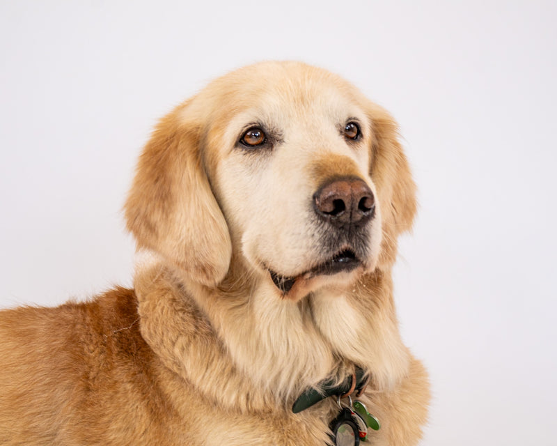 Beautiful dog portrait captured in a Toronto photography studio
