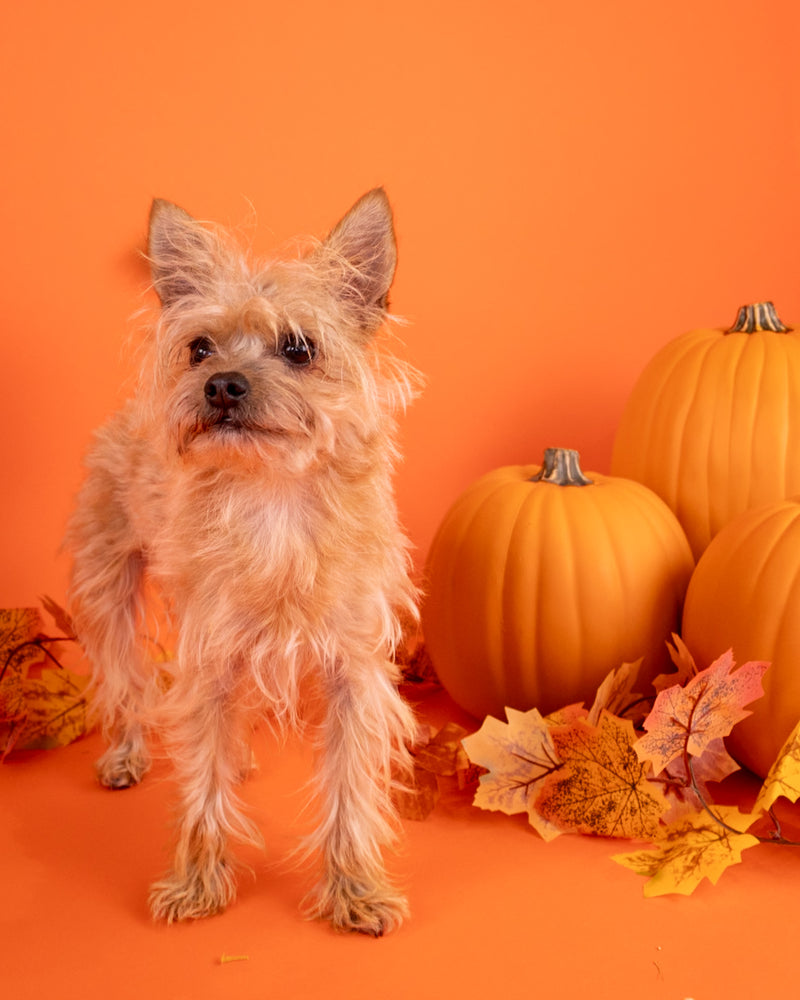 Professional studio portrait with pumpkins and fall décor
