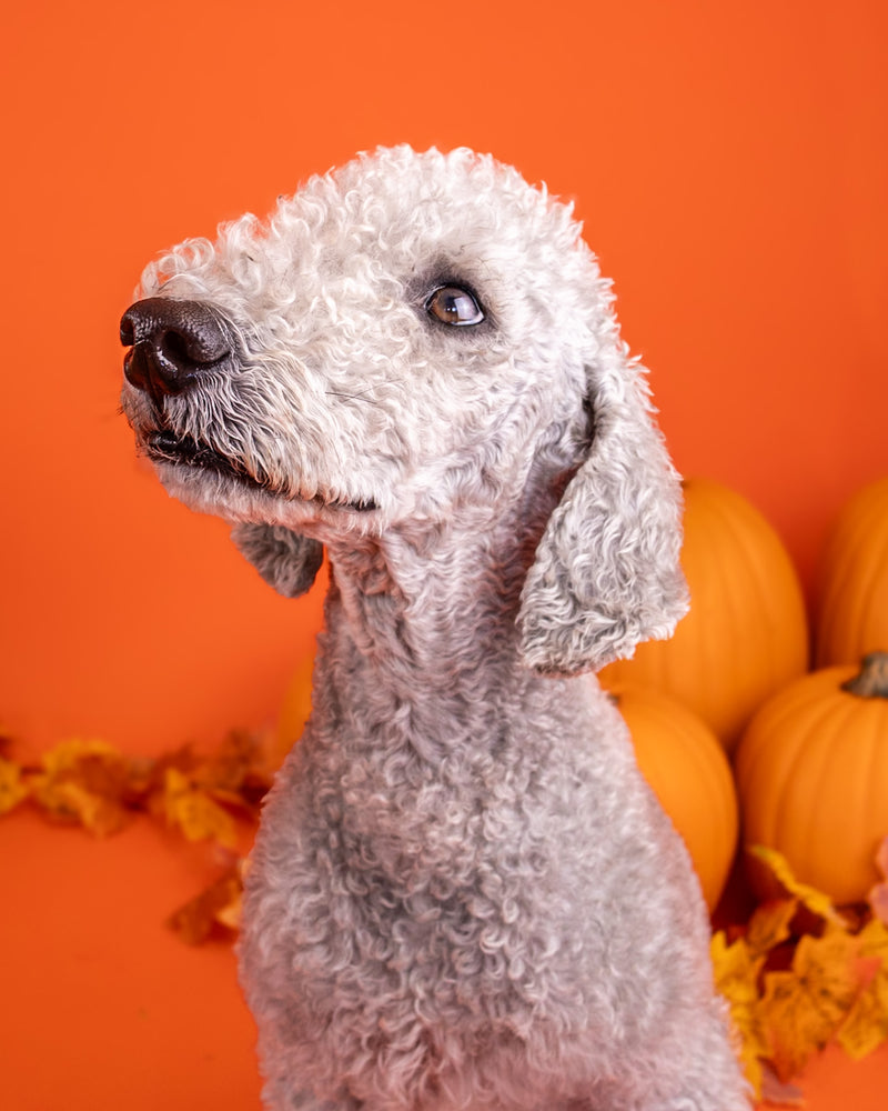 Halloween pet photography session

