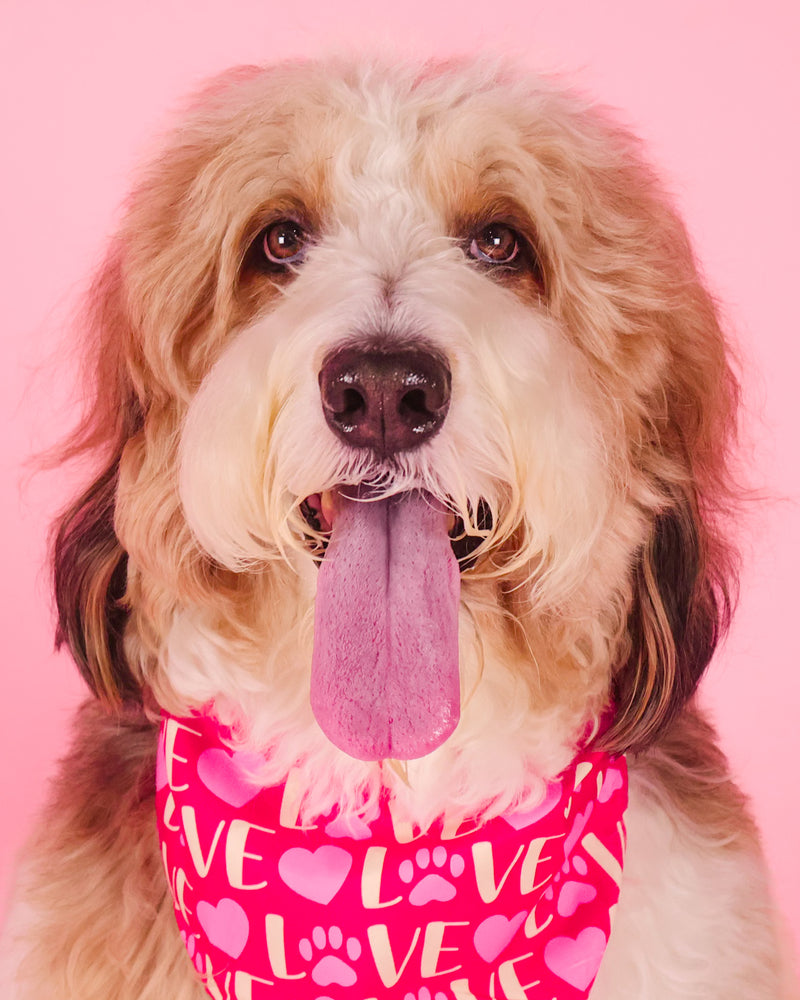 Dog photographed in a Valentine's studio setting
