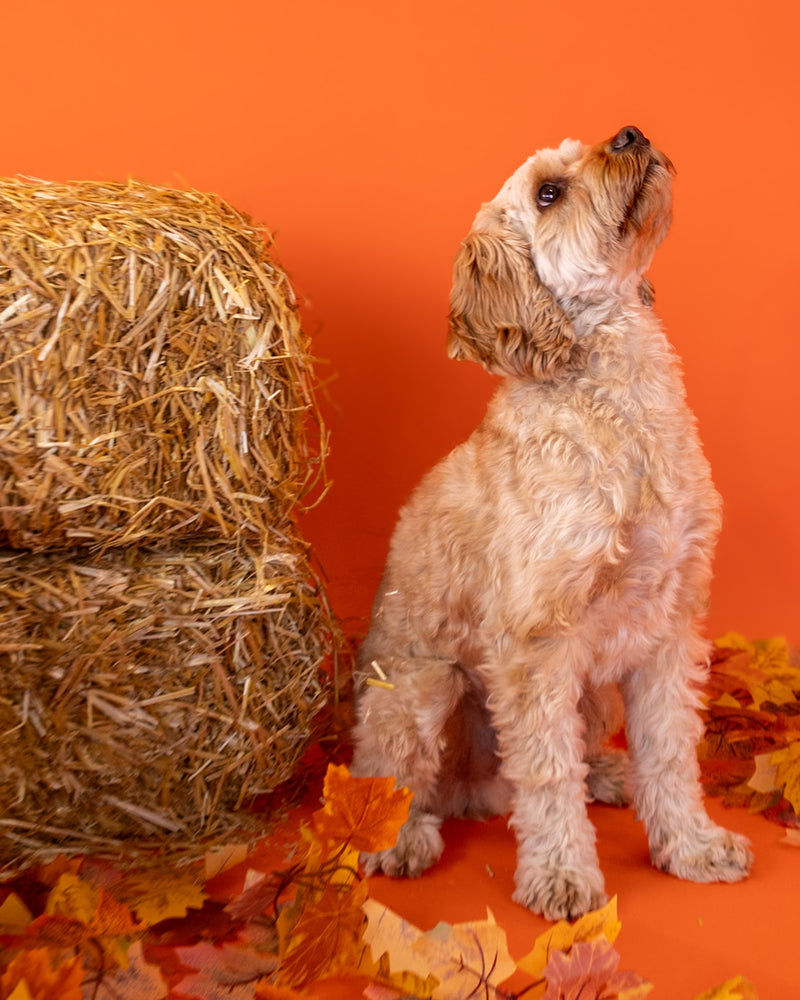 Beautiful autumn studio pet portrait
