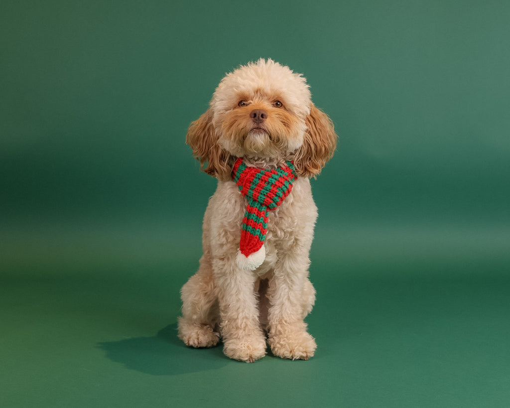 Pet Portrait Session