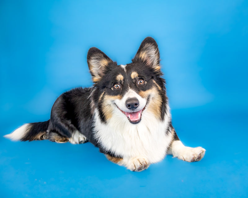 Dog photographed on a modern blue photography set
