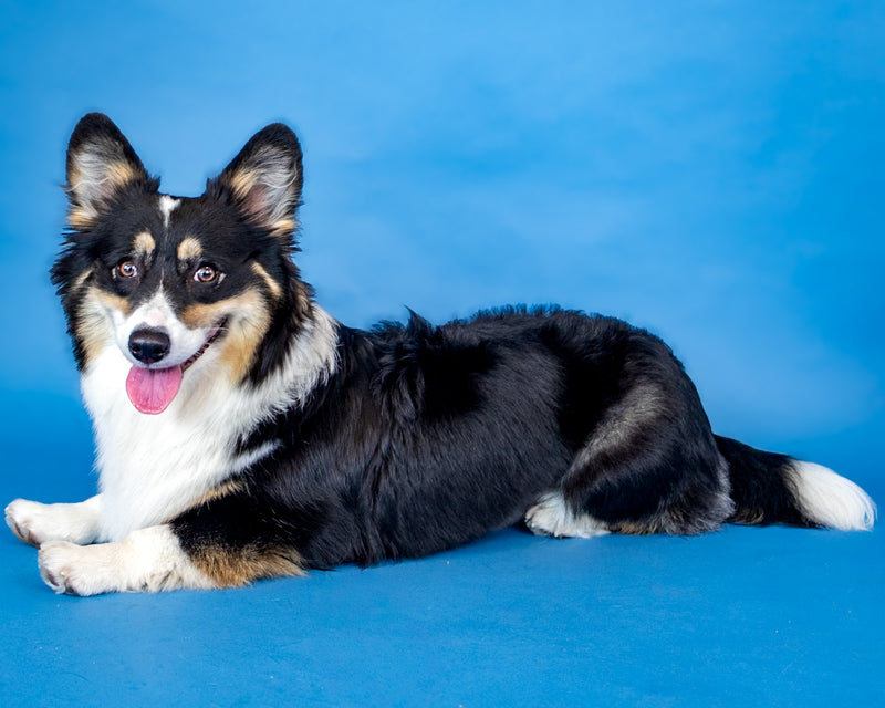 Bright blue studio portrait of a beloved pet
