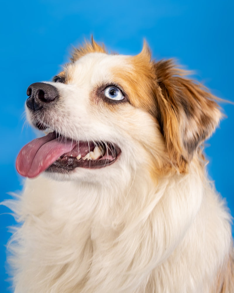 Studio dog portrait featuring a vibrant blue backdrop
