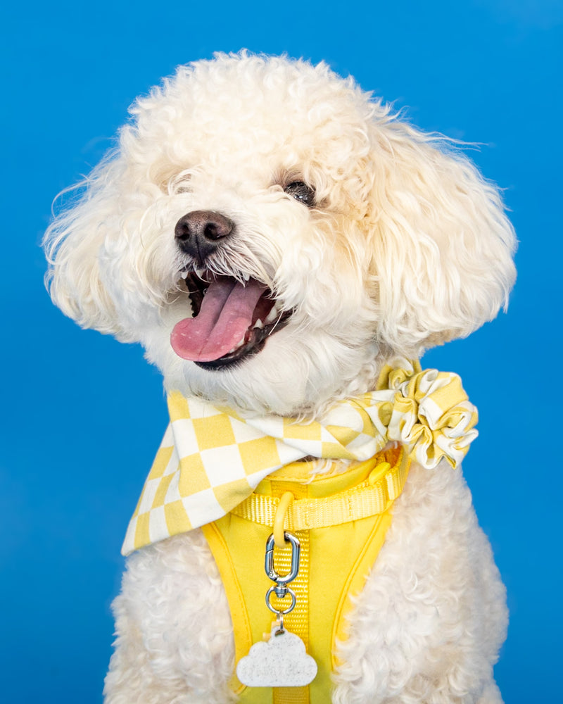 Dog sitting on a blue photography backdrop
