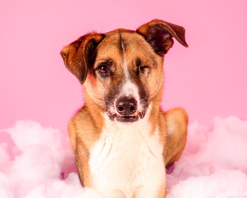 Toronto pet photographer capturing Valentine's memories
