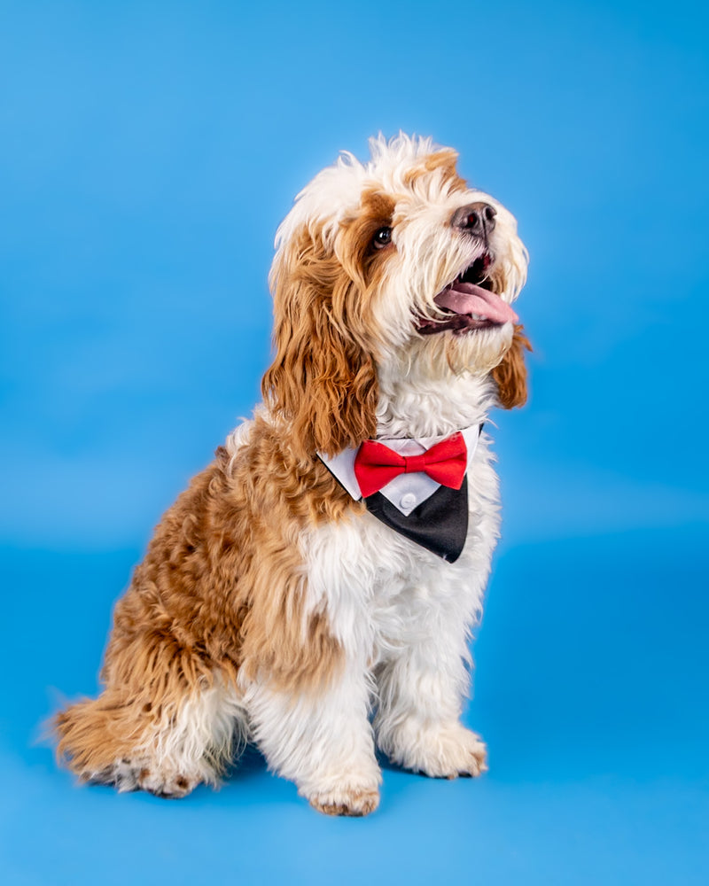 Professional studio portrait with a blue backdrop
