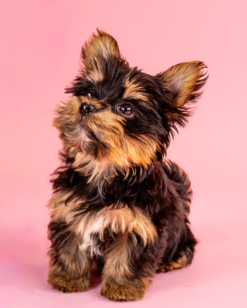 Pink background portrait by a Toronto pet photographer

