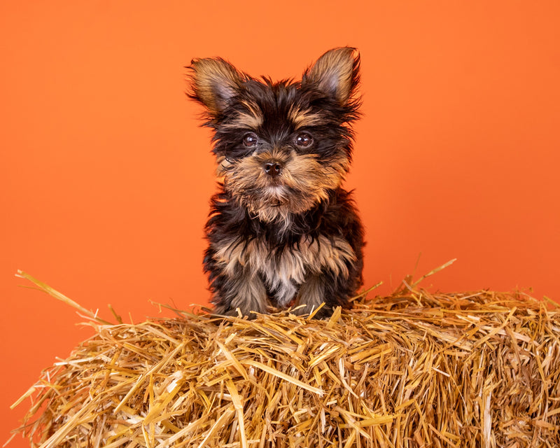 Professional fall pet portrait indoors
